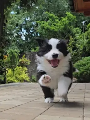Szczeniaki Border Collie ZKwP - Rodowód FCI - 8 tyg - gotowe 3
