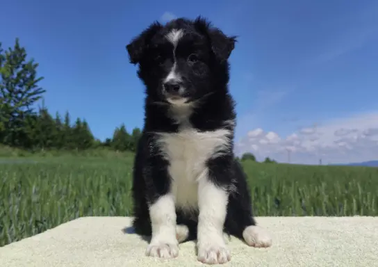 Rasowa suczka - Border Collie z pełną dok. 1