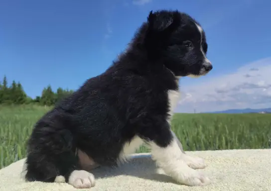 Rasowa suczka - Border Collie z pełną dok. 2