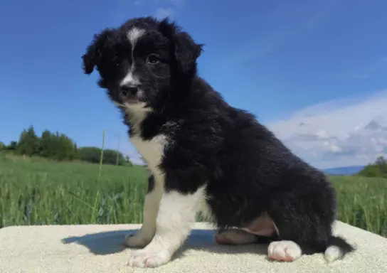 Rasowa suczka - Border Collie z pełną dok. 3