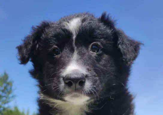 Rasowa suczka - Border Collie z pełną dok. 4