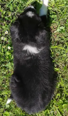 Rasowa suczka - Border Collie z pełną dok. 5
