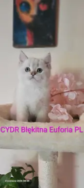 KOT Brytyjski- śliczne kocięta  ! 1