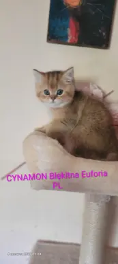 KOT Brytyjski- śliczne kocięta  ! 2