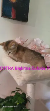 KOT Brytyjski- śliczne kocięta  ! 4