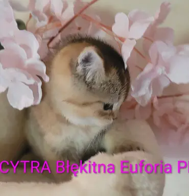 KOT Brytyjski- śliczne kocięta  ! 6