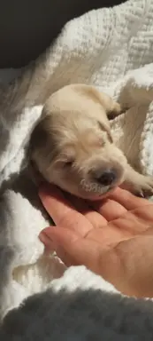Szczeniaki golden retriever 5