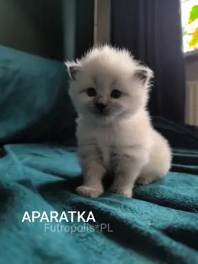 Syberyjskie kocięta 2