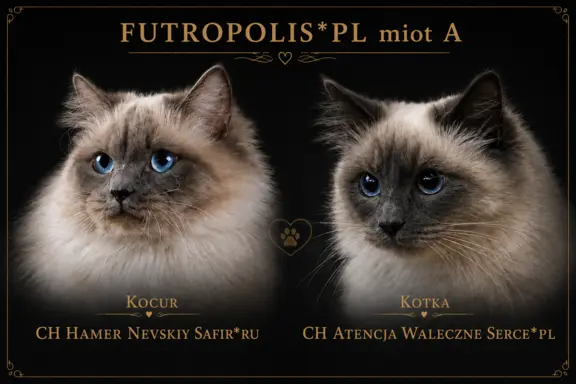 Syberyjskie kocięta 4