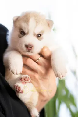 Siberian Husky 2