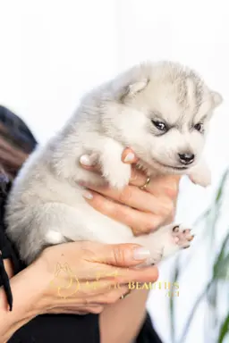 Siberian Husky 4