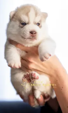 Siberian Husky 6