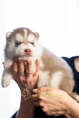 Siberian Husky 8