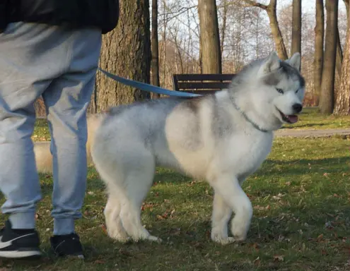 Siberian Husky 9