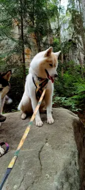 Siberian Husky 10