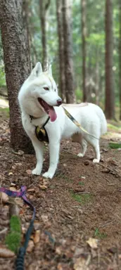 Siberian Husky 11