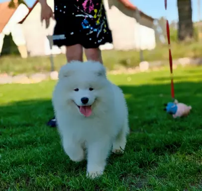 Samoyed szczenięta BezoweLove FCI 1