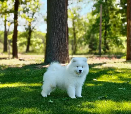 Samoyed szczenięta BezoweLove FCI 2