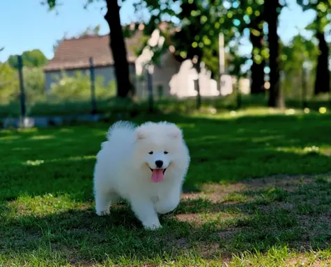 Samoyed szczenięta BezoweLove FCI 3