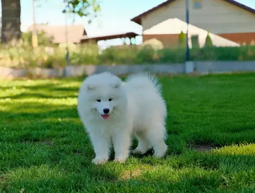 Samoyed szczenięta BezoweLove FCI 4