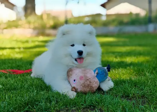 Samoyed szczenięta BezoweLove FCI 5
