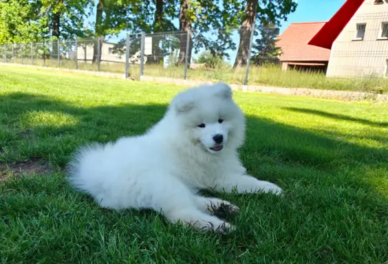 Samoyed szczenięta BezoweLove FCI 6