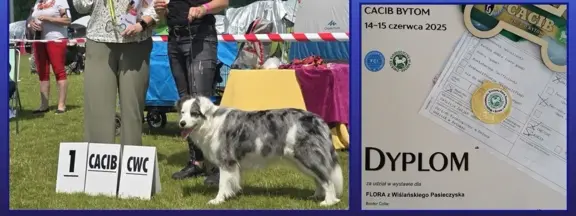 Szczeniaki Border Collie ZKwP - Rodowód FCI - 8 tyg - gotowe 5