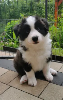 Szczeniaki Border Collie ZKwP - Rodowód FCI - 8 tyg - gotowe 6