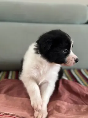 Piękne szczenię Border Collie po matce z linii wystawowej 1