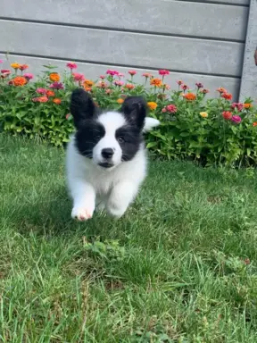 Piękne szczenię Border Collie po matce z linii wystawowej 2
