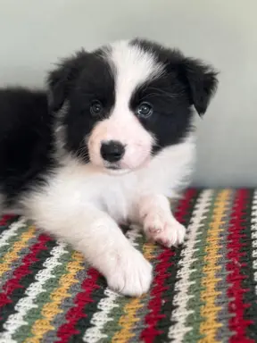 Piękne szczenię Border Collie po matce z linii wystawowej 3