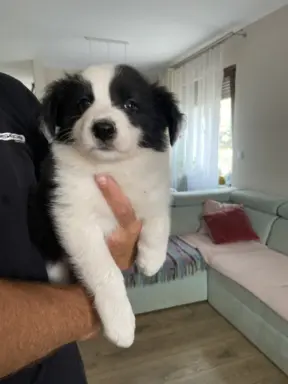 Piękne szczenię Border Collie po matce z linii wystawowej 4