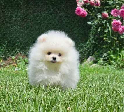 Pomeranian BOO typu miś – szczenięta szpica pomorskiego 1