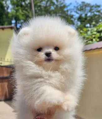 Pomeranian BOO typu miś – szczenięta szpica pomorskiego 2