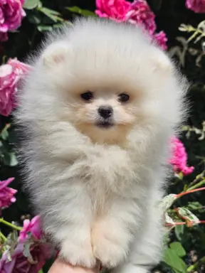 Pomeranian BOO typu miś – szczenięta szpica pomorskiego 3