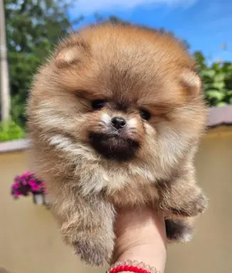 Pomeranian BOO typu miś – szczenięta szpica pomorskiego 4