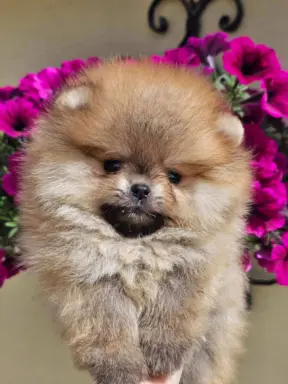 Pomeranian BOO typu miś – szczenięta szpica pomorskiego 5