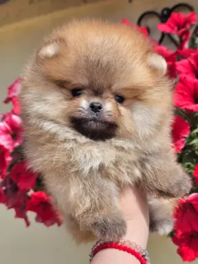 Pomeranian BOO typu miś – szczenięta szpica pomorskiego 6
