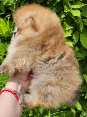 Pomeranian BOO typu miś – szczenięta szpica pomorskiego 7