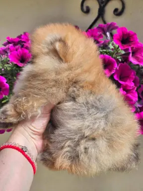 Pomeranian BOO typu miś – szczenięta szpica pomorskiego 8