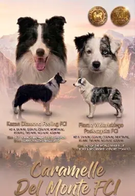 Szczeniaki Border Collie ZKwP - Rodowód FCI - 8 tyg - gotowe 7