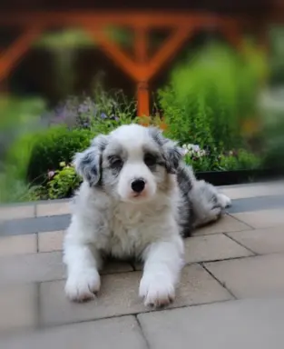 Szczeniaki Border Collie ZKwP - Rodowód FCI - 8 tyg - gotowe 8