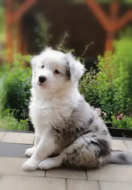 Szczeniaki Border Collie ZKwP - Rodowód FCI - 8 tyg - gotowe 9