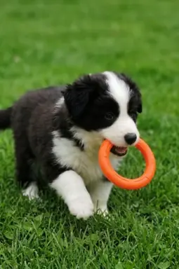 Szczeniaki Border Collie ZKwP - Rodowód FCI - 8 tyg - gotowe 10