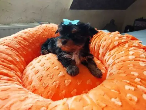 York Yorkshire Terrier Biewer Black Tan 1