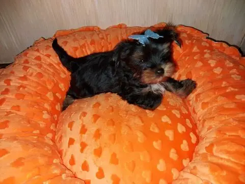York Yorkshire Terrier Biewer Black Tan 2