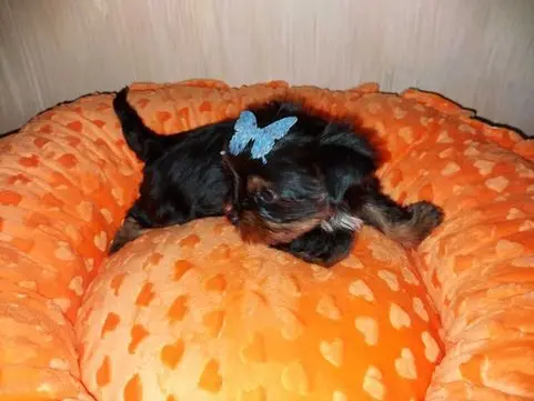 York Yorkshire Terrier Biewer Black Tan 3