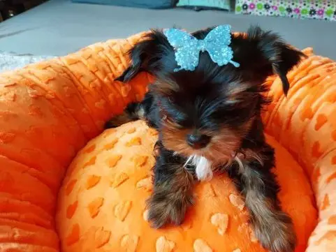 York Yorkshire Terrier Biewer Black Tan 4