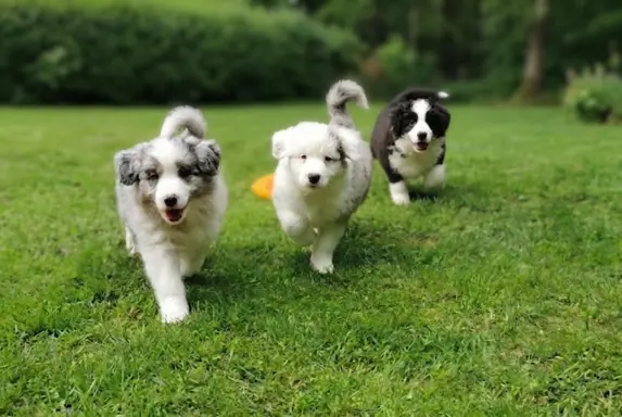 Szczeniaki Border Collie ZKwP - Rodowód FCI - 8 tyg - gotowe 11