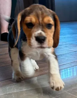 Szczeniaki Beagle tricolor ZKwP 1